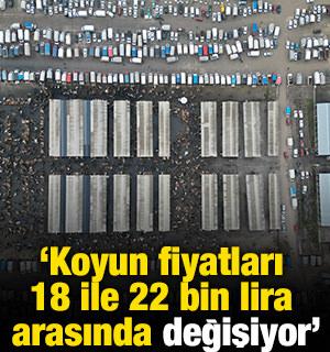 'Koyun fiyatları 18 ile 22 bin lira arasında değişiyor'