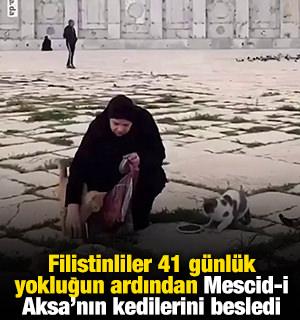 Filistinliler 41 g&uuml;nl&uuml;k yokluğun ardından Mescid-i Aksa&rsquo;nın kedilerini besledi