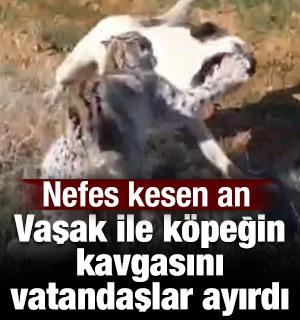 Malatya'da nefes kesen anlar: Vaşak ile k&ouml;peğin kavgasını vatandaşlar ayırdı