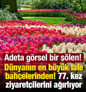 D&uuml;nyanın en b&uuml;y&uuml;k lale bah&ccedil;elerinden Keukenhof g&ouml;z kamaştırıyor