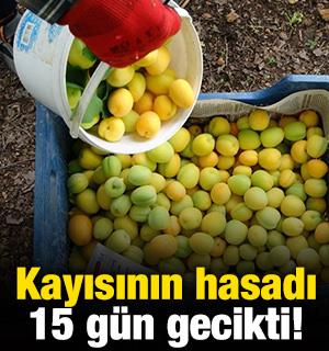 Kayısının hasadı 15 g&uuml;n gecikti! 