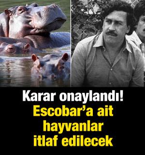 Kolombiya Escobar'ın su aygırlarını itlaf edecek