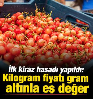 Manisa'da ilk kiraz hasadı yapıldı! Kilogram fiyatı gram altınla eş değer 