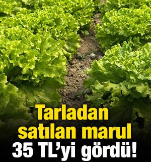 Tarladan satılan marul 35 TL'yi g&ouml;rd&uuml;!