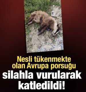 Aydın'da nesli t&uuml;kenmekte olan Avrupa porsuğu silahla vurularak katledildi