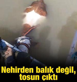 Nehirden balık değil tosun &ccedil;ıktı