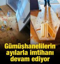 G&uuml;m&uuml;şhanelilerin ayılarla imtihanı devam ediyor