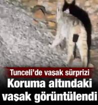  Koruma altında bulunan &lsquo;vaşak&rsquo; Tunceli&rsquo;de g&ouml;r&uuml;nt&uuml;lendi
