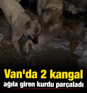 Van'da 2 kangal, ağıla giren kurdu telef etti  