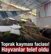 Bilecik'te toprak kayması! 3 b&uuml;y&uuml;kbaş hayvan telef oldu