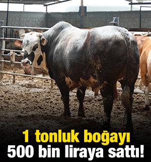 1 tonluk boğayı 500 bin liraya sattı!