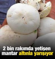 2 bin rakımda yetişen mantar altınla yarışıyor