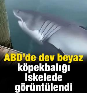 ABD'de dev bir beyaz k&ouml;pekbalığı iskelede g&ouml;r&uuml;nt&uuml;lendi
