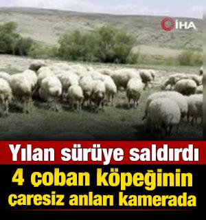 Ankara'da koyun s&uuml;r&uuml;s&uuml;ne yılan saldırdı! O anlar kamerada 