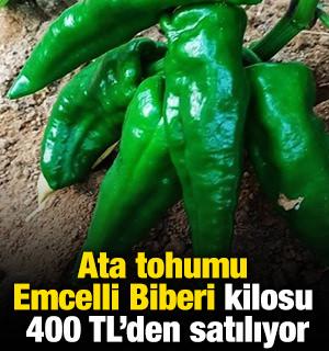 Ata tohumu Emcelli Biberi kilosu 400 TL'den satılıyor