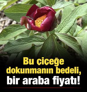Bu &ccedil;i&ccedil;eğe dokunmanın bedeli, bir araba fiyatı! 