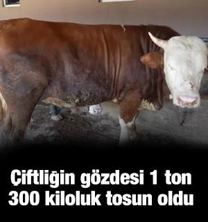 &Ccedil;iftliğin g&ouml;zdesi 1 ton 300 kiloluk tosun oldu