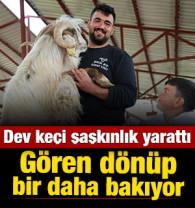Elazığ'da dev ke&ccedil;iyi g&ouml;ren d&ouml;n&uuml;p bir daha bakıyor: 140 kilogram 