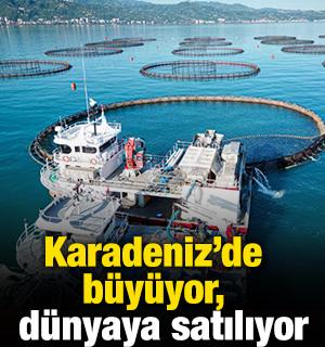 Karadeniz'de b&uuml;y&uuml;yor, d&uuml;nyaya satılıyor