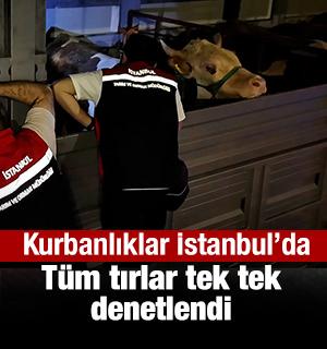 Kurbanlıklar İstanbul'a giriş yaptı: 81 ilden 60 bin kurbanlık getirildi