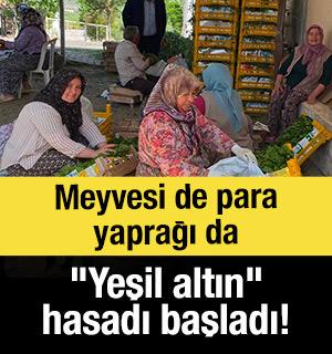 Meyvesi de para yaprağı da: "Yeşil altın" hasadı başladı!