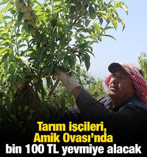 Tarım iş&ccedil;ileri, Amik Ovası'nda bin 100 TL yevmiye alacak
