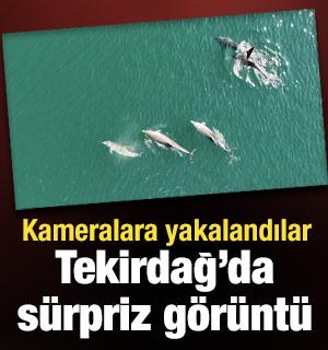 Tekirdağ a&ccedil;ıklarında yunus s&uuml;r&uuml;s&uuml; s&uuml;rprizi: Dronla g&ouml;r&uuml;nt&uuml;lendi