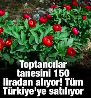 Toptancılar tanesini 150 liradan alıyor! T&uuml;m T&uuml;rkiye'ye satılıyor