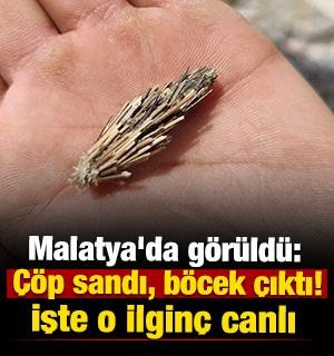 Malatya'da g&ouml;r&uuml;ld&uuml;: &Ccedil;&ouml;p sandı, b&ouml;cek &ccedil;ıktı! İşte o ilgin&ccedil; canlı 