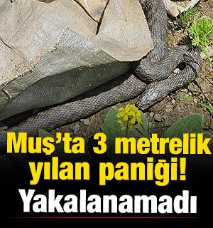 Muş'ta &uuml;&ccedil; metrelik yılan paniği! 