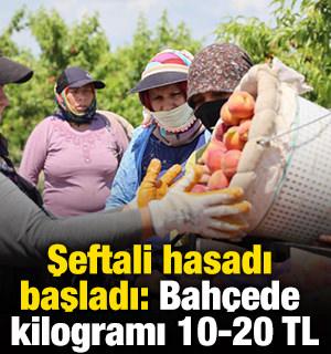 Şeftali hasadı başladı: Bah&ccedil;ede kilogramı 10-20 TL