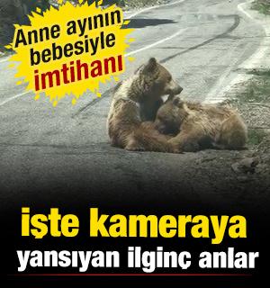 Tunceli'de yavru ayıdan yemek molası! İlgin&ccedil; anlar kamerada