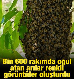 Bin 600 rakımda oğul atan arılar renkli g&ouml;r&uuml;nt&uuml;ler oluşturdu