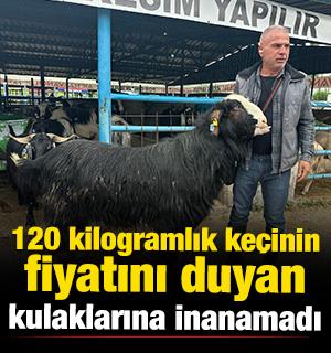 Bursa'da 120 kilogramlık ke&ccedil;inin fiyatını duyan kulaklarına inanamadı 