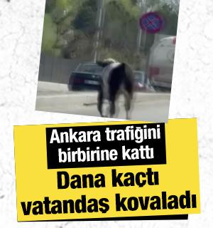 Dana ka&ccedil;tı, vatandaş kovaladı: Kurbanlık, Ankara trafiğini birbirine kattı