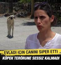 Sahipsiz k&ouml;peklerin saldırısına uğrayan anne duruma isyan etti!