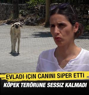 Sahipsiz k&ouml;peklerin saldırısına uğrayan anne duruma isyan etti!