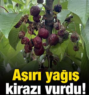 Aşırı yağış kirazı vurdu!