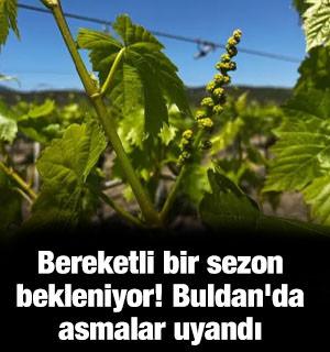 Bereketli bir sezon bekleniyor! Buldan'da asmalar uyandı