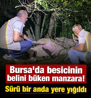 Bursa'da besicinin belini b&uuml;ken manzara! S&uuml;r&uuml;ye yıldırım &ccedil;arptı