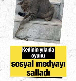 Kedinin yılanla oyun anları sosyal medyayı salladı