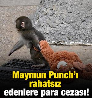 Maymun Punch'ı rahatsız edenlere para cezası!