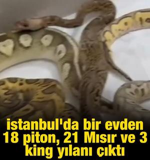 İstanbul'da bir evden 18 piton, 21 Mısır ve 3 king yılanı &ccedil;ıktı