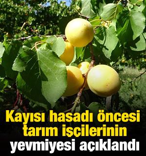 Kayısı hasadı &ouml;ncesi tarım iş&ccedil;ilerinin yevmiyesi a&ccedil;ıklandı