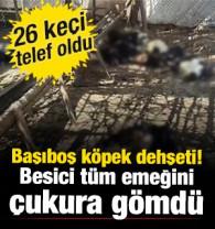 Siirt'te başıboş k&ouml;pek dehşeti! 26 ke&ccedil;i telef oldu: Besici t&uuml;m emeğini &ccedil;ukura g&ouml;md&uuml;