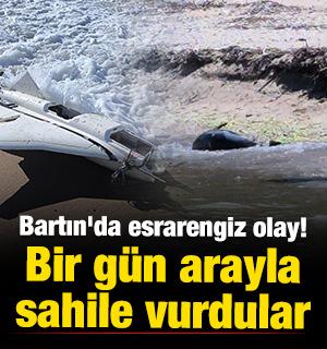 Bartın'da esrarengiz olay! Bir g&uuml;n arayla İHA ve &ouml;l&uuml; yunus balığı sahile vurdu