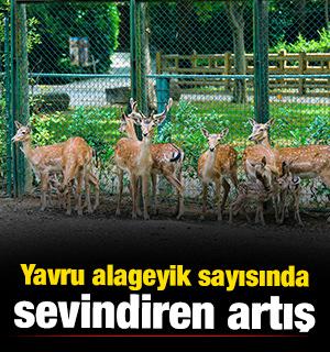 Bursa Hayvanat Bah&ccedil;esi&rsquo;nde yavru alageyik heyecanı