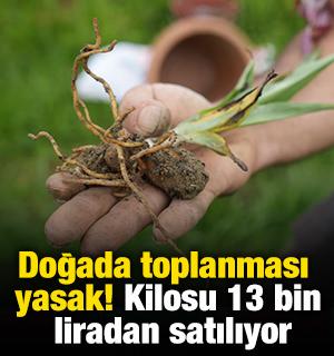 Doğada toplanması yasak! Kilosu 13 bin liradan satılıyor