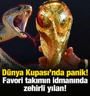 D&uuml;nya Kupası'nda b&uuml;y&uuml;k tehlike! Favori takımın idmanında zehirli yılan g&ouml;r&uuml;ld&uuml;