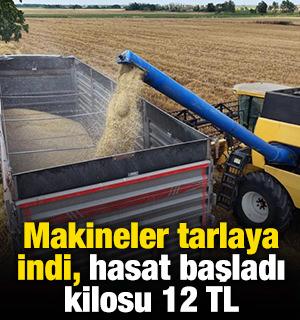 Makineler tarlaya indi, hasat başladı, kilosu 12 TL
